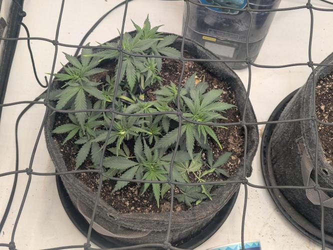 F.L.C by greenhouse seed Co.. Week 3