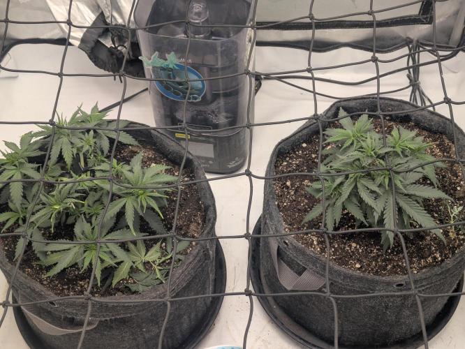 F.L.C by greenhouse seed Co.. Week 3