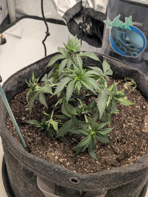 F.L.C by greenhouse seed Co.. Week 3
