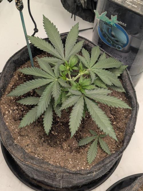 F.L.C by greenhouse seed Co.. Week 3