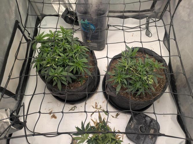 F.L.C by greenhouse seed Co.. Week 4