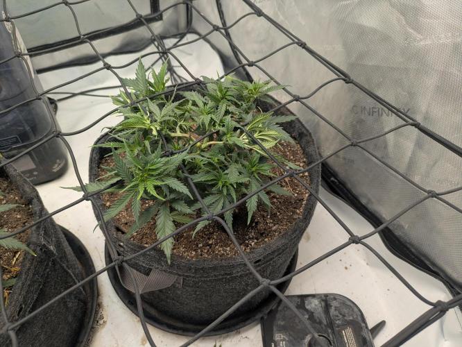 F.L.C by greenhouse seed Co.. Week 4