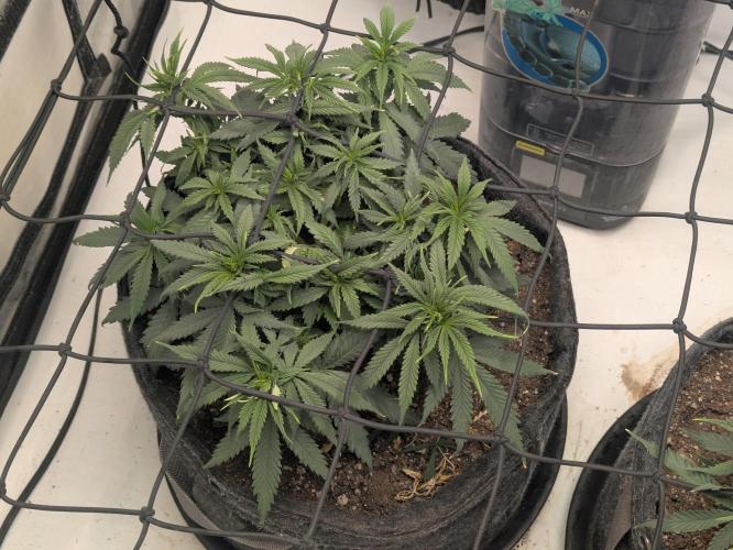 F.L.C by greenhouse seed Co.. Week 4