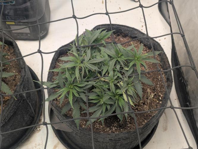 F.L.C by greenhouse seed Co.. Week 4