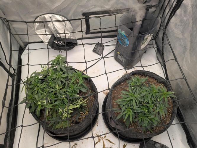 F.L.C by greenhouse seed Co.. Week 4