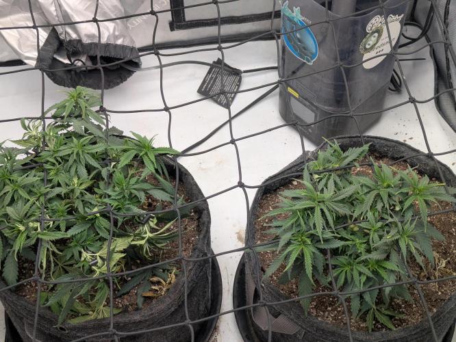 F.L.C by greenhouse seed Co.. Week 4