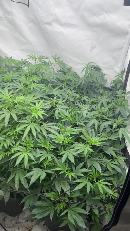 Mac1 Apple Fritter Bubba Kush Scrog