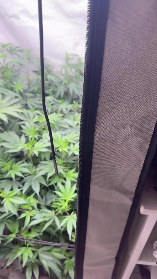Mac1 Apple Fritter Bubba Kush Scrog