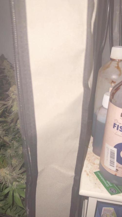 Mac1 Apple Fritter Bubba Kush Scrog
