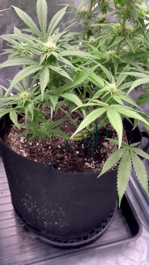 Lemon Ice clone - Amsterdam Genetics