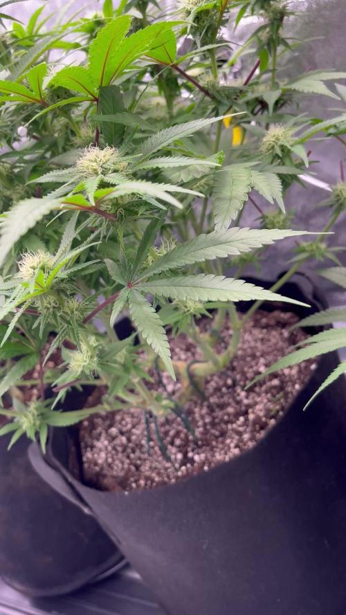 Lemon Ice - Amsterdam genetics