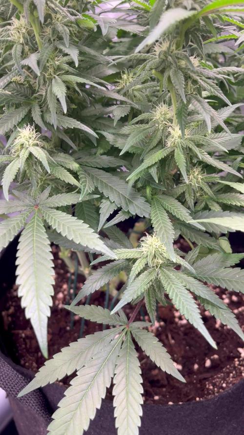 White choco - Amsterdam genetics
