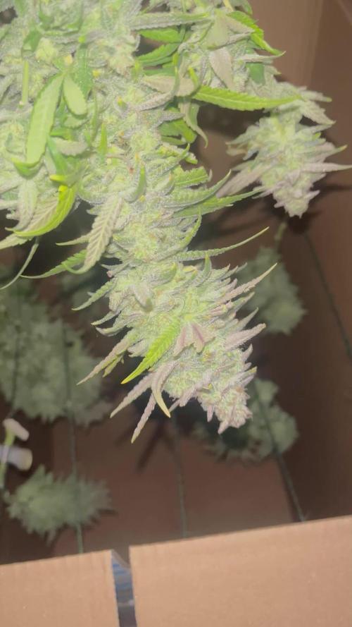 White choco - Amsterdam genetics
