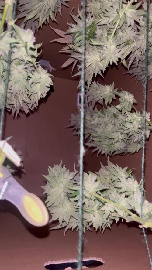 White choco - Amsterdam genetics