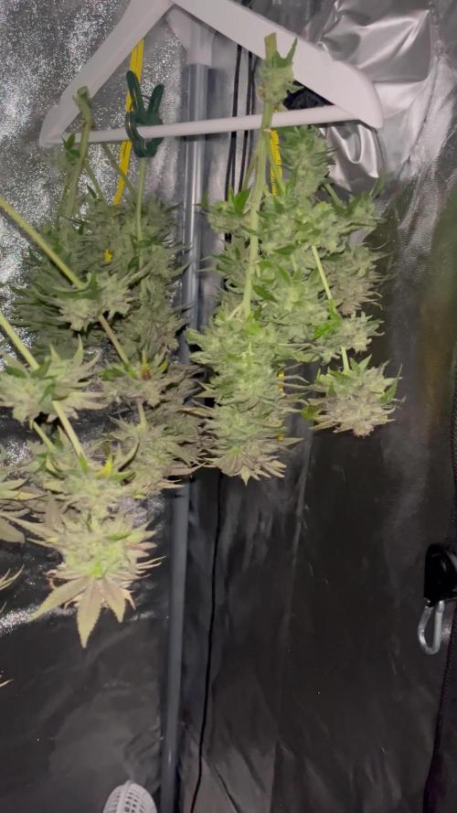 Lemon Ice - Amsterdam genetics