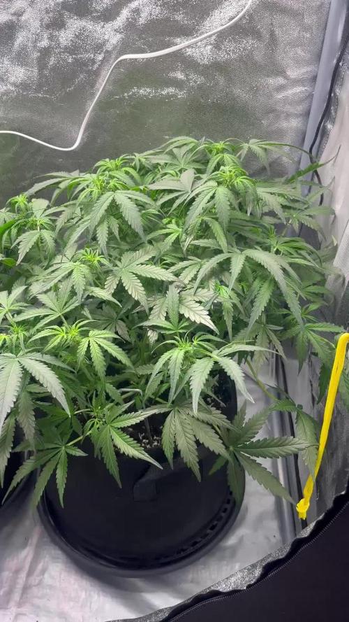 Auto SFV OG - Dutch Passion