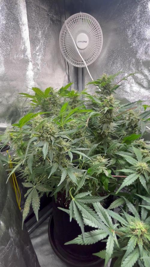 Auto Trichome & Cream - Dutch Passion