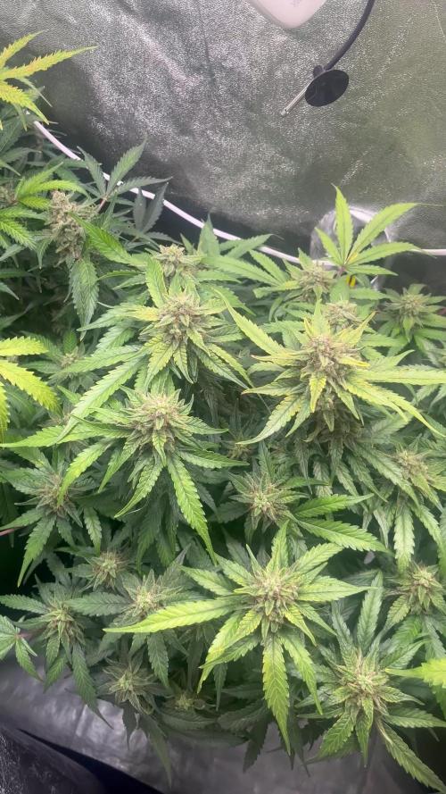 Auto Trichome & Cream - Dutch Passion