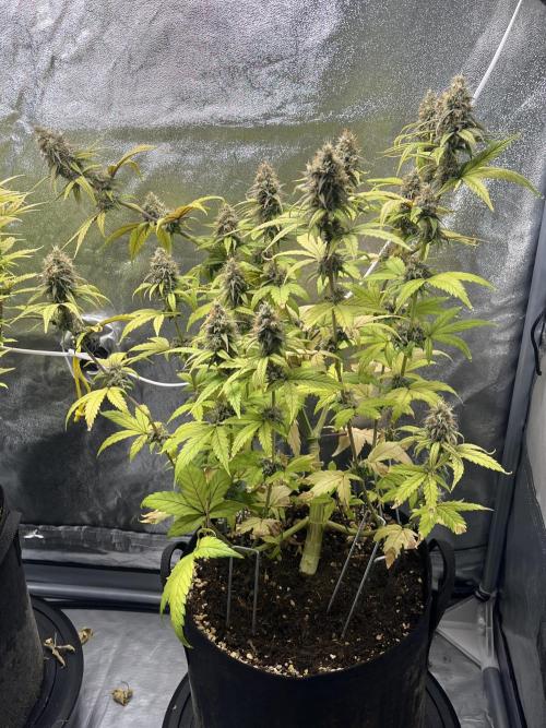 Skunk #1 - Sensi Seeds. Week 14