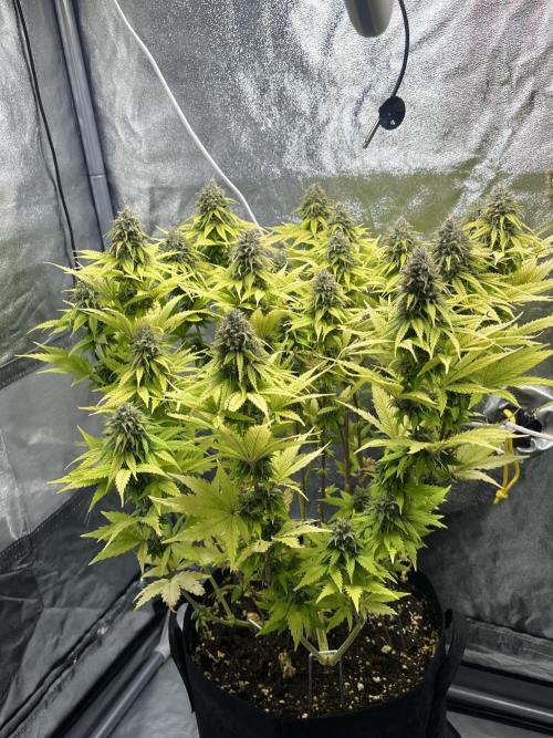Skunk #1 - Sensi Seeds. Week 14