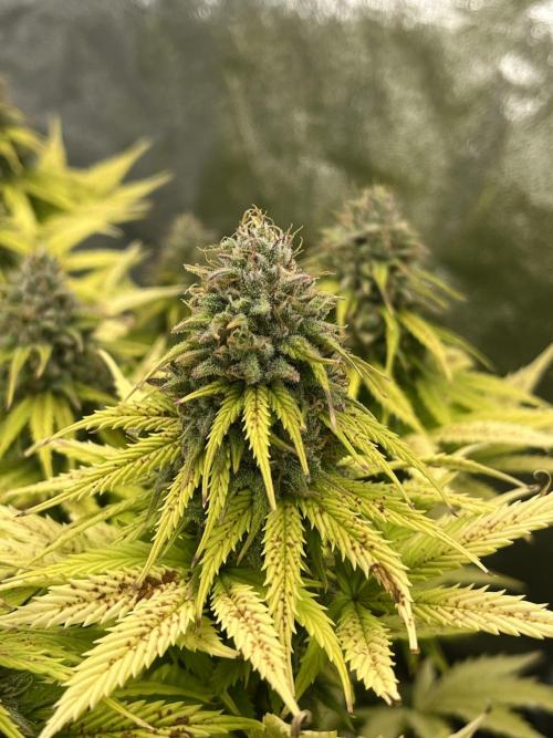 Skunk #1 - Sensi Seeds. Week 14