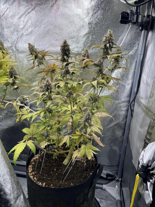 Skunk #1 - Sensi Seeds. Week 15