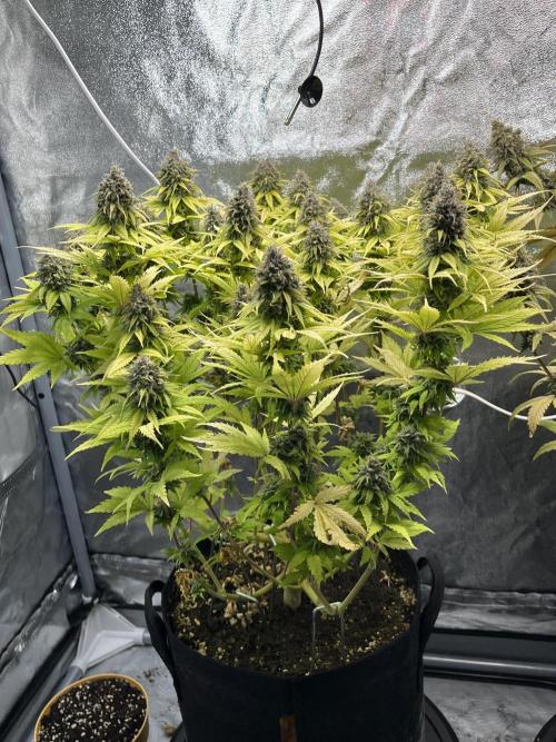 Skunk #1 - Sensi Seeds. Week 15