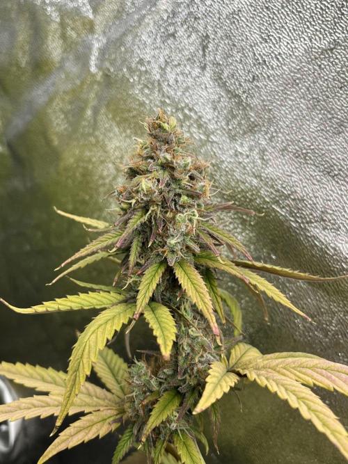 Skunk #1 - Sensi Seeds. Week 15