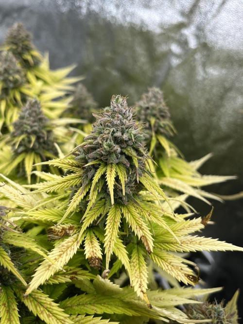 Skunk #1 - Sensi Seeds. Week 15