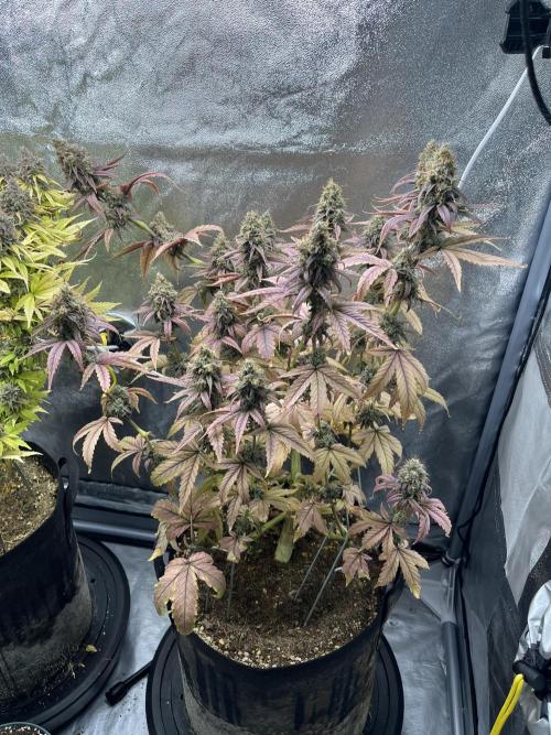 Skunk #1 - Sensi Seeds. Week 16