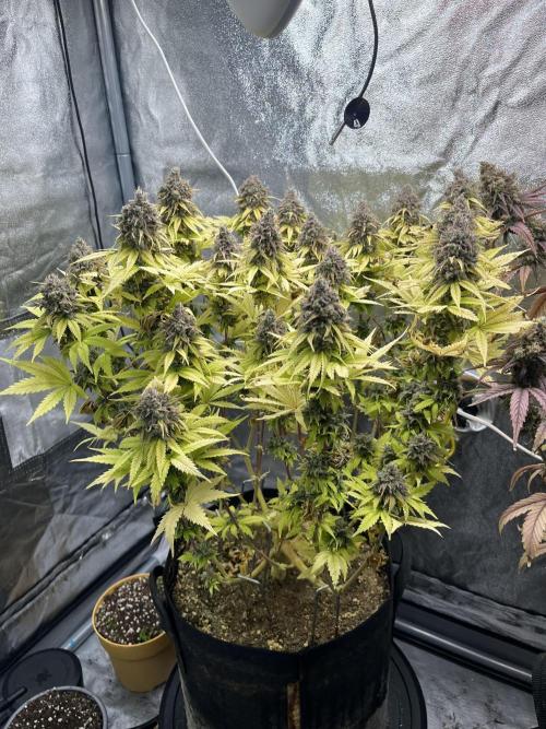 Skunk #1 - Sensi Seeds. Week 16