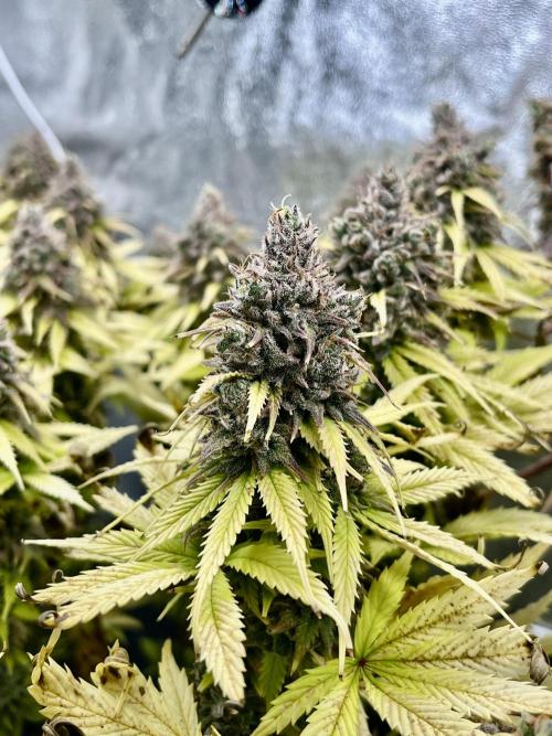 Skunk #1 - Sensi Seeds. Week 16