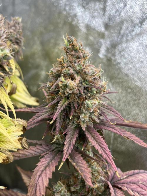 Skunk #1 - Sensi Seeds. Week 16