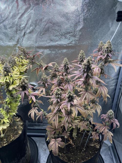 Skunk #1 - Sensi Seeds. Week 17