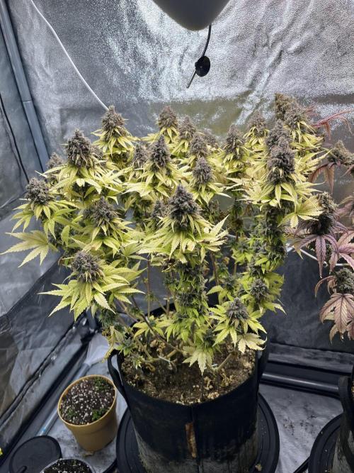 Skunk #1 - Sensi Seeds. Week 17