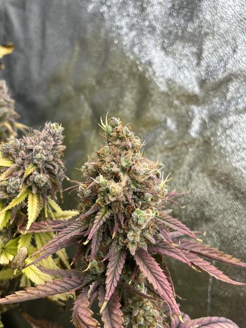 Skunk #1 - Sensi Seeds. Week 17