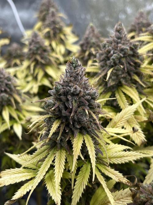 Skunk #1 - Sensi Seeds. Week 17