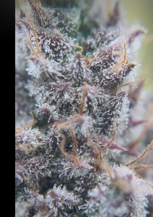 Skunk #1 - Sensi Seeds. Week 18 - Trichomes from the left plant (green yellow one)