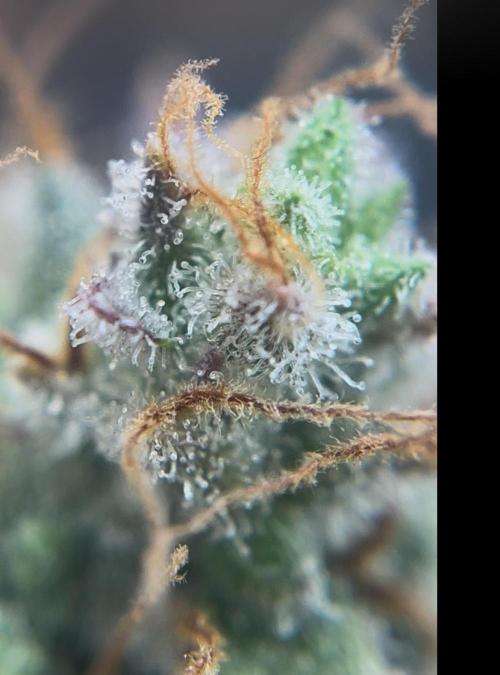 Skunk #1 - Sensi Seeds. Week 18 - Thrichomes from the plant on the right (purple one) 