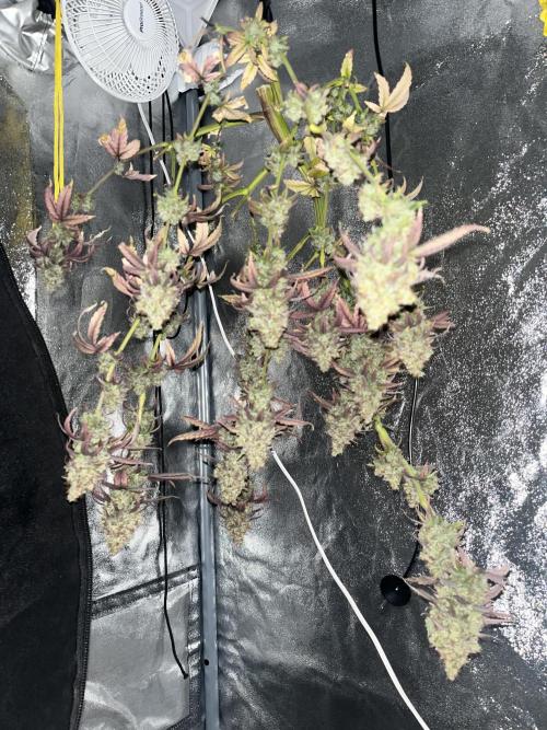 Skunk #1 - Sensi Seeds. Week 18