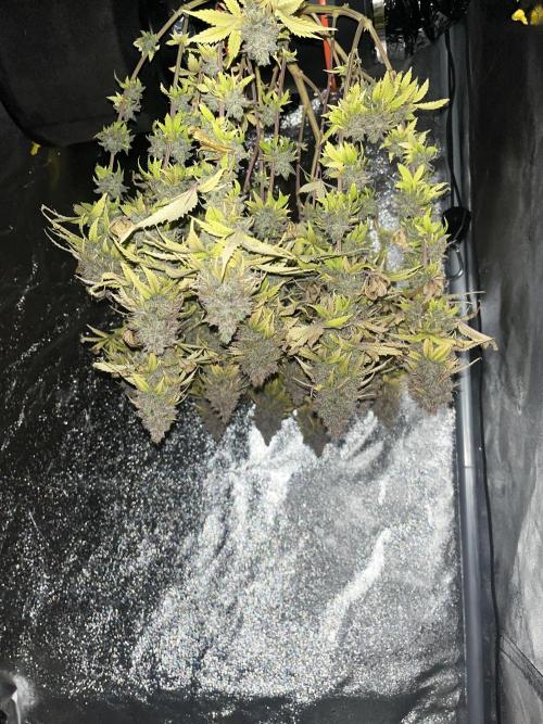 Skunk #1 - Sensi Seeds. Week 18