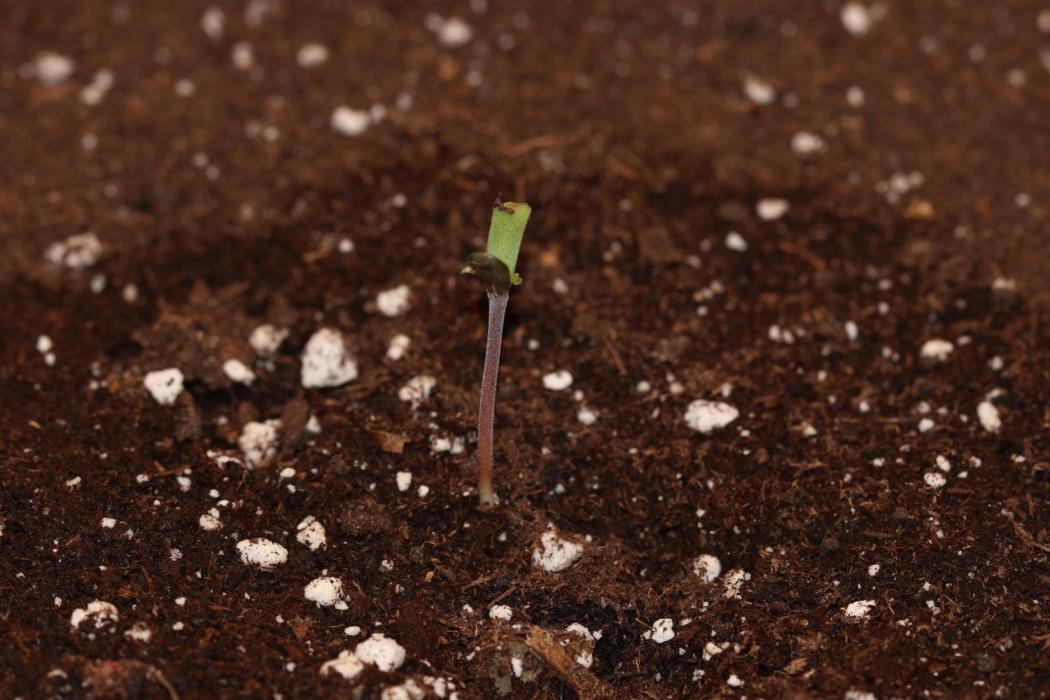 Growartistry420. Week 0