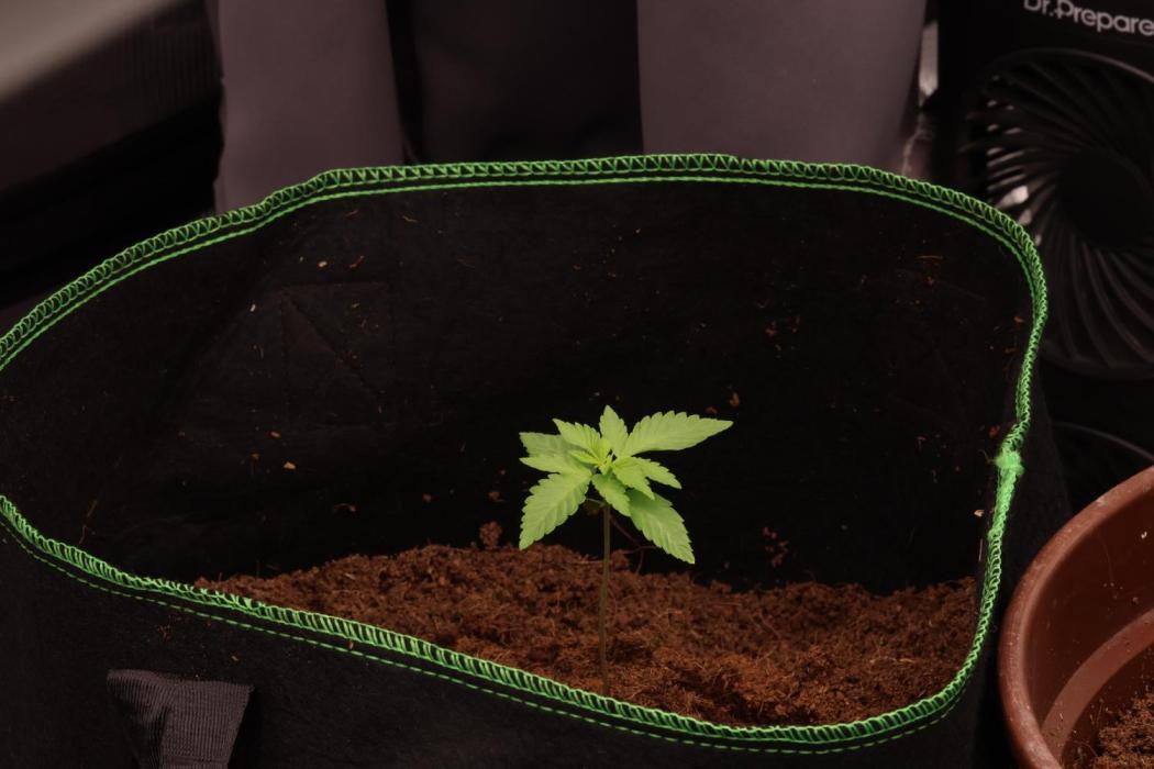 Growartistry420. Week 1