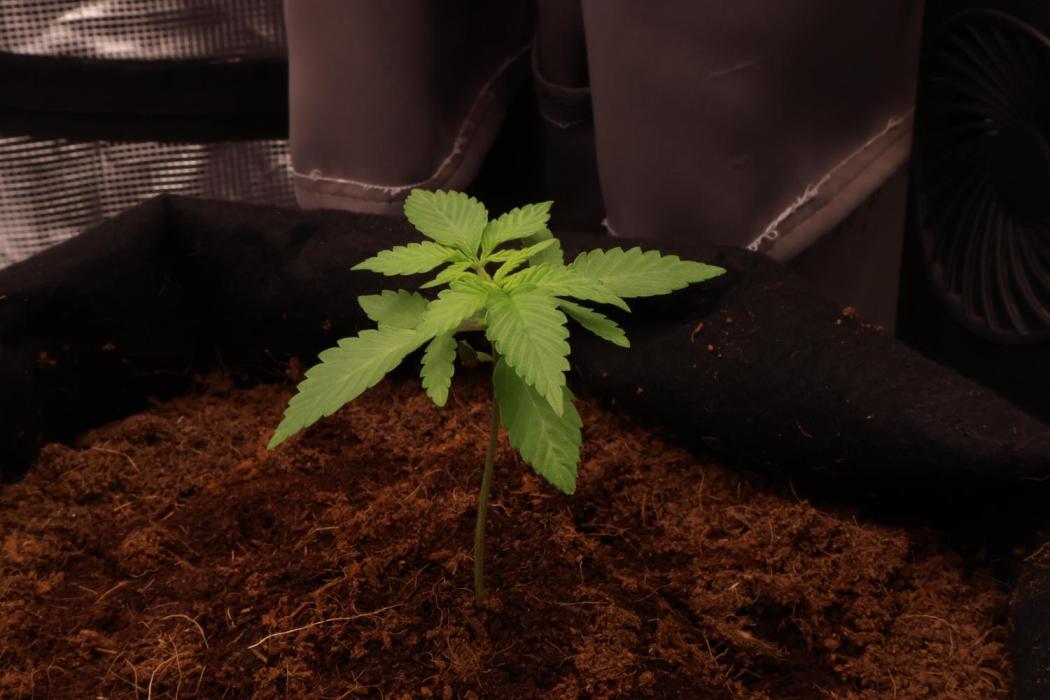 Growartistry420. Week 3