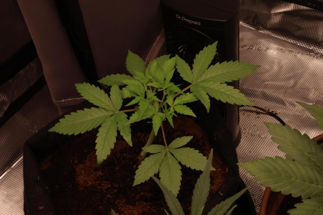 Growartistry420. Week 4