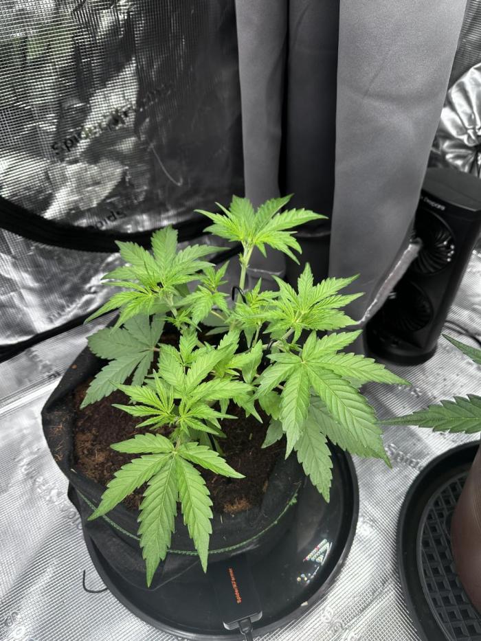 Growartistry420. Week 5