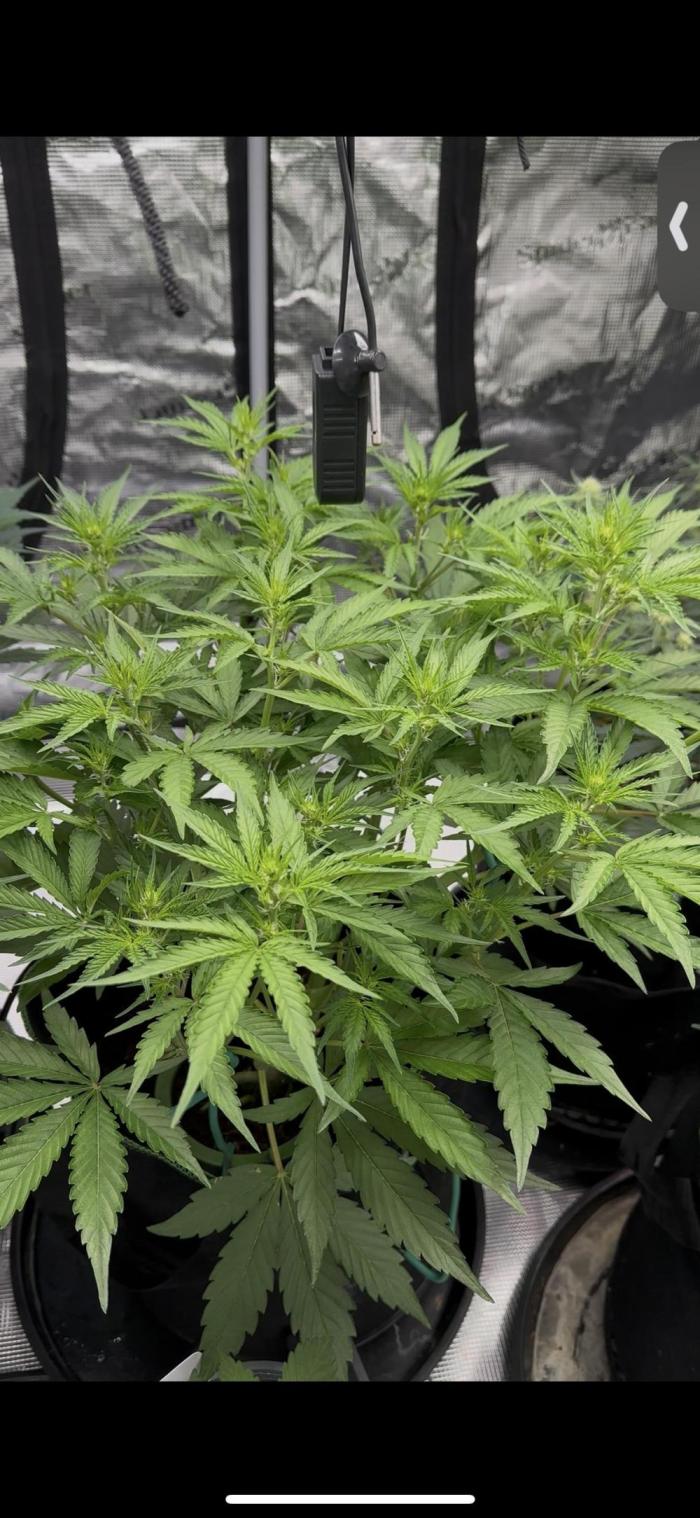 Growartistry420. Week 6