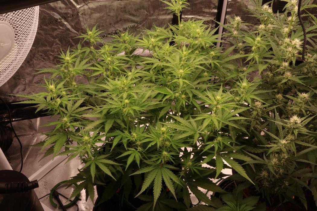 Growartistry420. Week 7