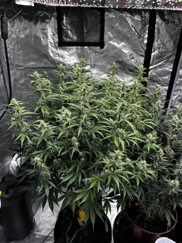 Growartistry420. Week 9