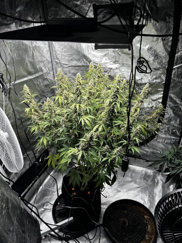 Growartistry420. Week 11